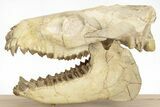 Fossil Oreodont (Merycoidodon) Skull on Base - South Dakota #217200-1